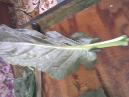 abelboul dlekroureb6